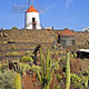 80px-2008-12-22_Lanzarote_JardinDeCactus